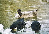 Enten
