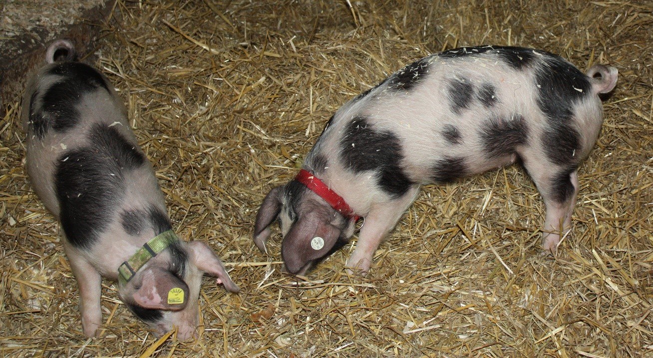 Schweine
