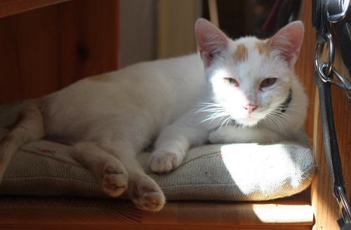 Mirabel