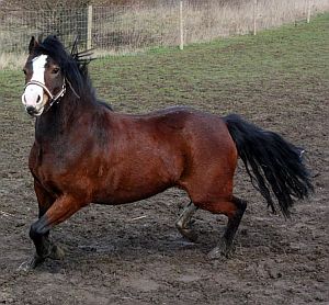 lalu