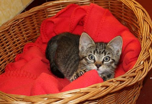 Bastet