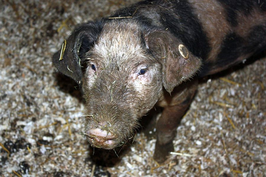 Schweine