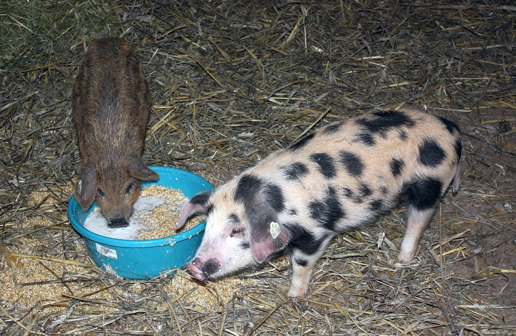 Schweine