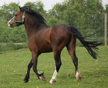lalu