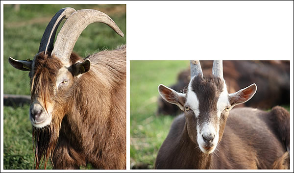 Verkaufsziegen